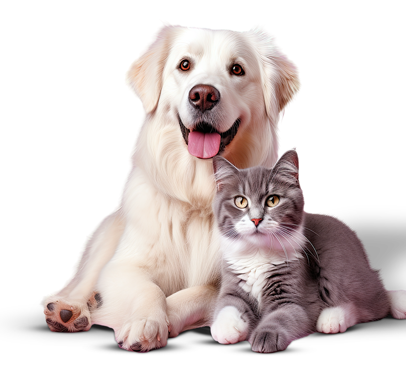 Cachorro e gato protegidos pela Plamev